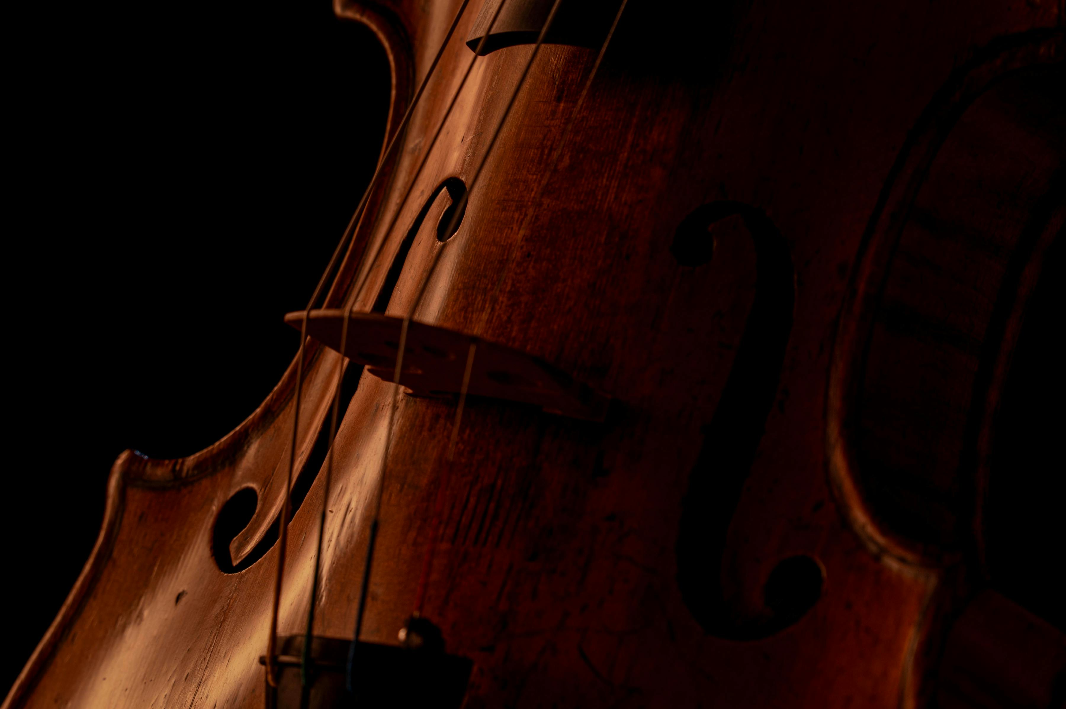 Up close of violin strings and bridge over black background